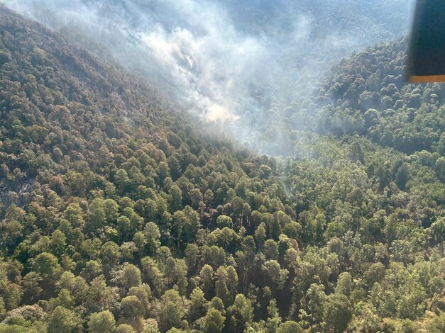 Atendido incendio forestal en zona del bosque de la Mariposa Monarca: Cofom