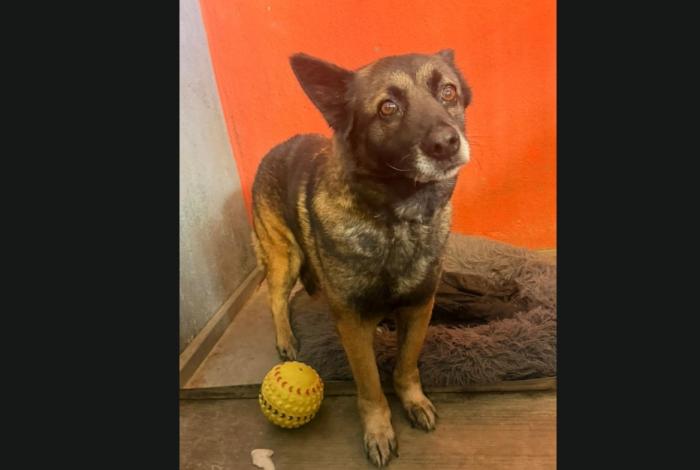 Atiende el IMPA con oportunidad denuncia ciudadana y pone a salvo a ejemplar canino