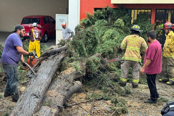 Atiende Gobierno de Morelia de inmediato caída de árbol en la calle Manuel Tolsá