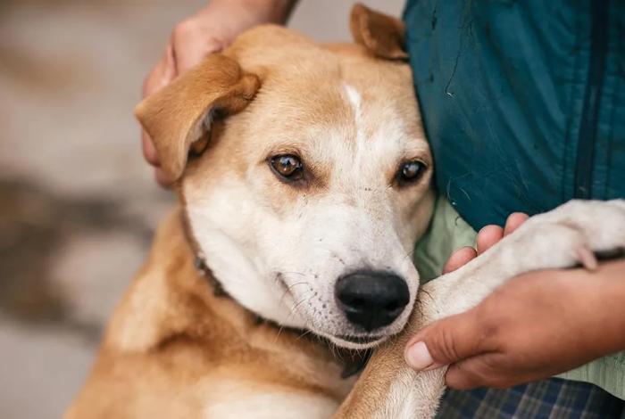Atoradas en Congreso de Michoacán iniciativas para endurecer penas por maltrato animal
