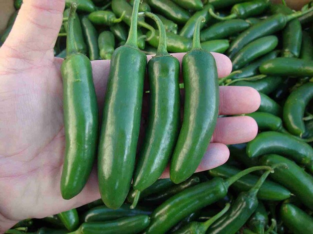 Aumenta la canasta básica: chile serrano se oferta hasta en 100 pesos en Morelia