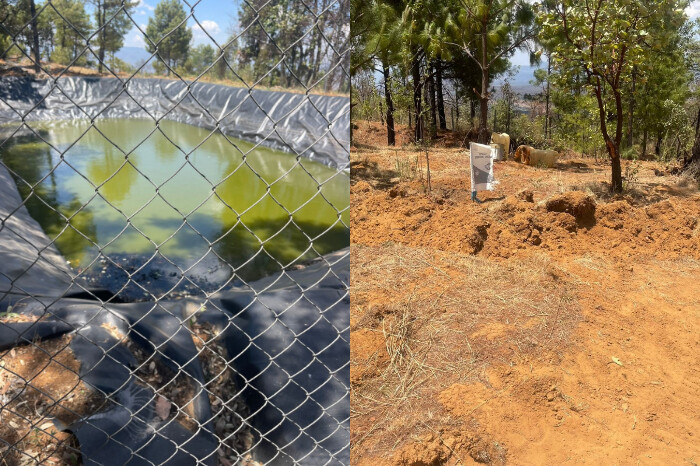 Autoridades aseguran predio de plantación ilegal de aguacate, en Quiroga