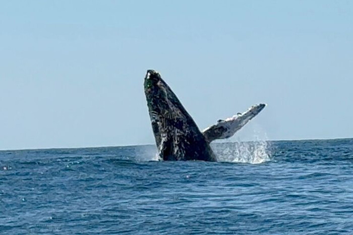 Ballenas jorobadas llegan a las costas de Michoacán, pero cambio climático amenaza su supervivencia