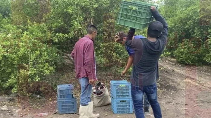 Bedolla asegura que no hay cierre de empacadoras de limón en Tierra Caliente