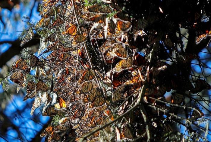 Biosfera de la Mariposa Monarca, clave para la conservación de la biodiversidad: Secma