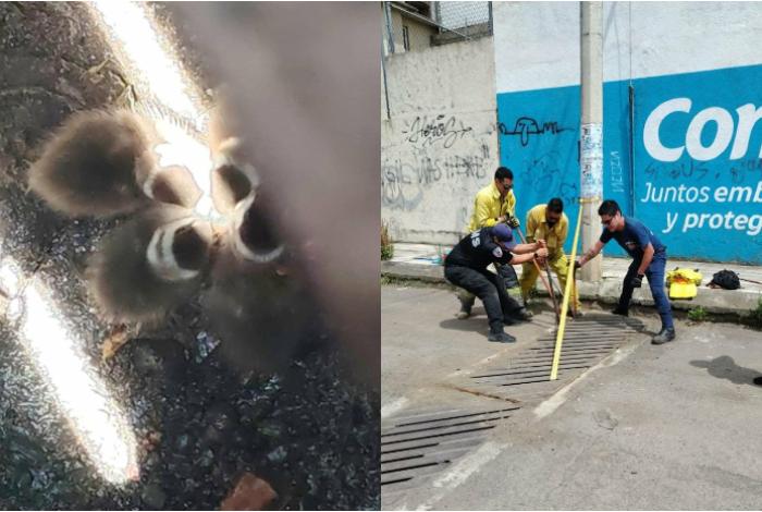 Bomberos Municipales rescatan a 5 patitos atrapados en alcantarilla de Morelia