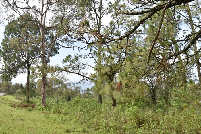 Bosques michoacanos, amenazados por 2 mil 500 hectáreas de plagas