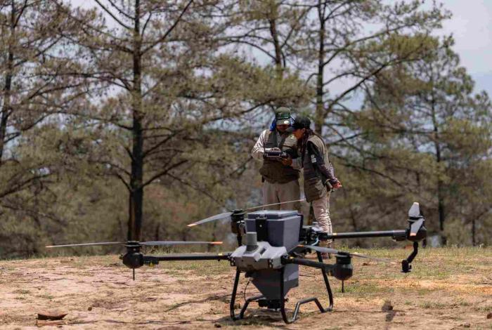 Bosques se fortalecieron con 360 mil semillas dispersadas vía dron en reforestación 2025: Cofom