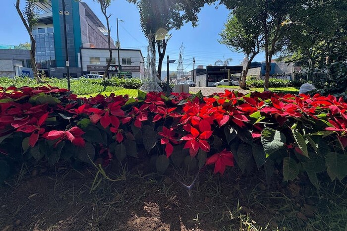 Boulevard García de León se llena de nochebuenas y luces navideñas