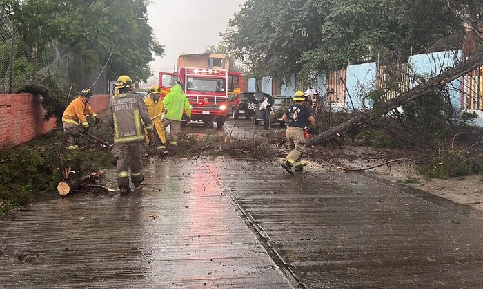 Brigadas de Gobierno de Morelia retiran un pino caído en la Calle Cahulote