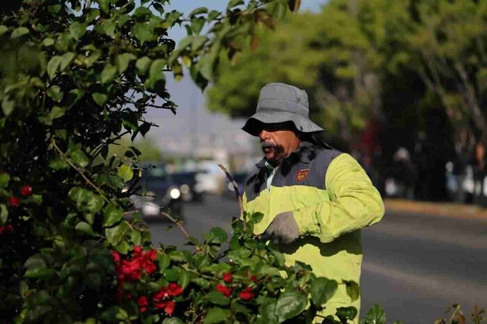 Brigadas de Morelia intervienen camellones del Libramiento Sur