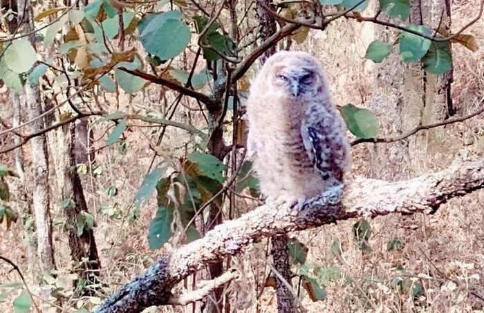 Brigadistas rescatan un búho cornudo y una gallinita de monte en incendios forestales