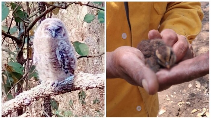 Brigadistas rescatan un búho cornudo y una gallinita de monte en incendios forestales