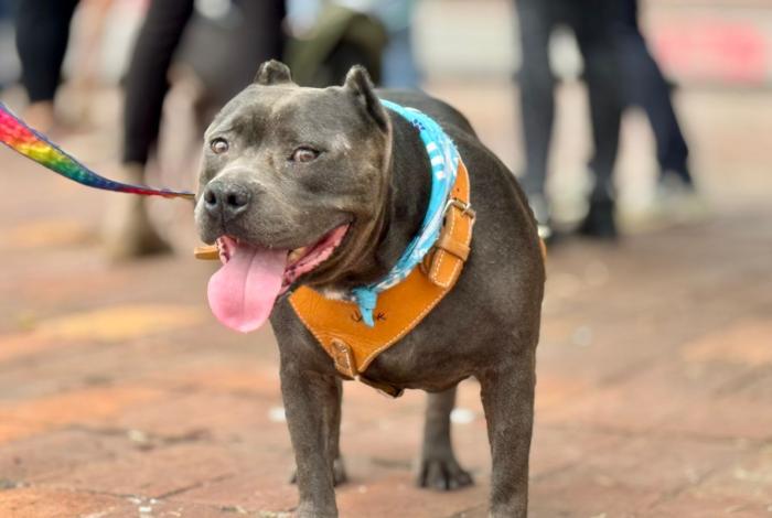 Brisa, Jack, Aria y Tommy sobrevivieron al infierno; hoy esperan un nuevo hogar