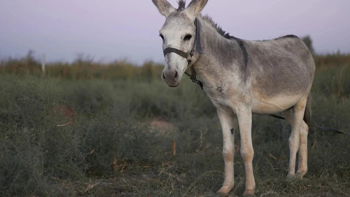 Burrito cargará menos tras denuncia por maltrato animal, en Jesús del Monte