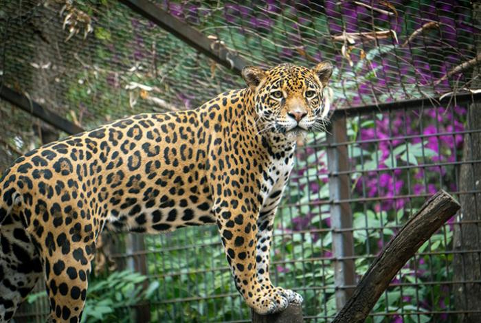 Busca Zoológico de Morelia reproducción de jaguares bajo cuidado humano