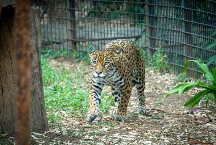 Busca Zoológico de Morelia reproducción de jaguares bajo cuidado humano