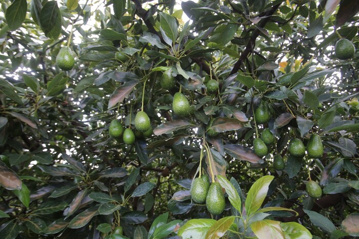 Buscan sustentabilidad hídrica en cultivo de aguacate