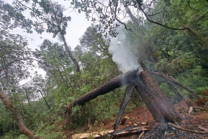 Cae árbol en líneas de la CFE, en Zinapécuaro