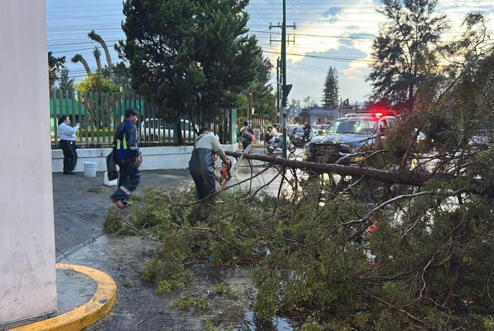 Caídos en temporada de lluvias, 26 árboles en Morelia