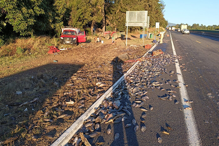 Camioneta cargada con pescados se accidenta en la autopista Siglo XXI