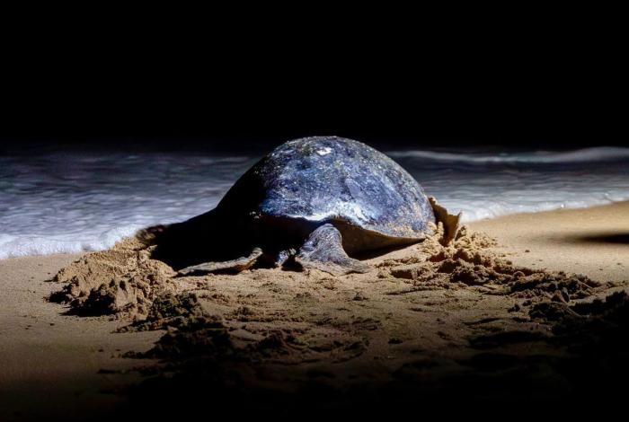 Campamentos tortugueros de Michoacán liberaron casi 5 mil tortugas laúd