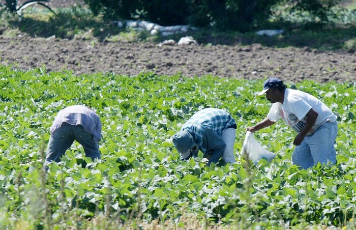 Campo moreliano tendrá inversión de 3 mdp