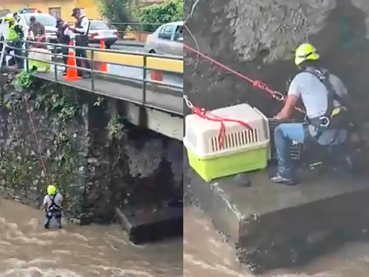 Canela, la perrita que resistió entre el agua y los escombros hasta ser salvada
