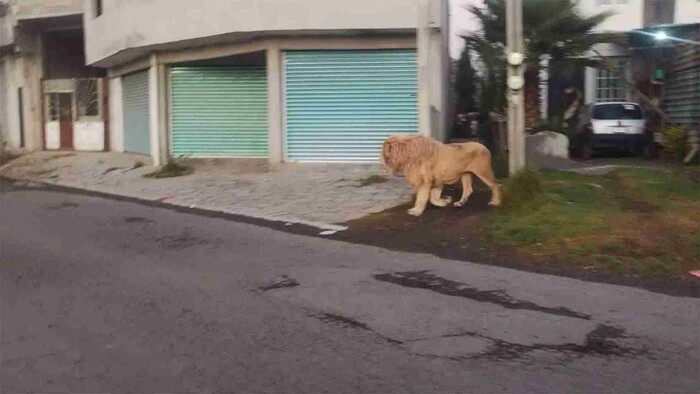 Captan a león suelto deambulando en calles de Edomex