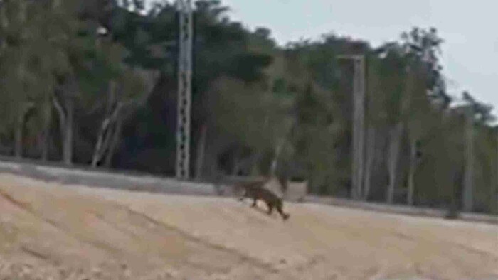 Captan a un jaguar cruzando las vías del Tren Maya