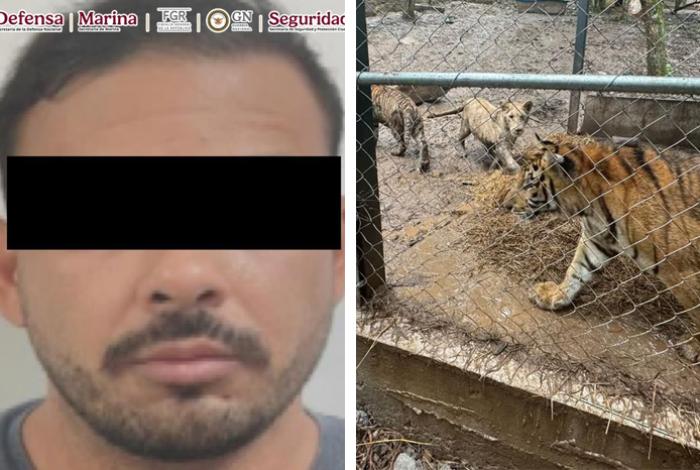 Capturan a jefe de plaza del Cártel del Noroeste y aseguran 7 tigres