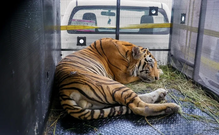 Capturan al tigre que escapó en Tamaulipas