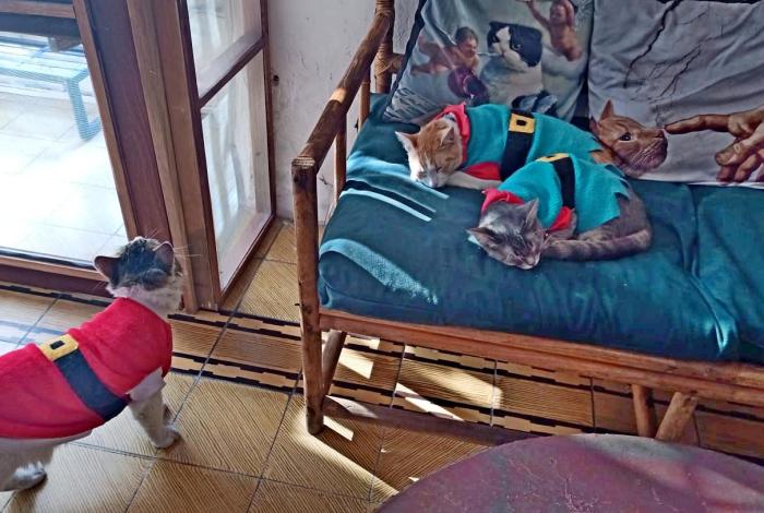 Catzy Cat Café, el lugar en Morelia para convivir con michis