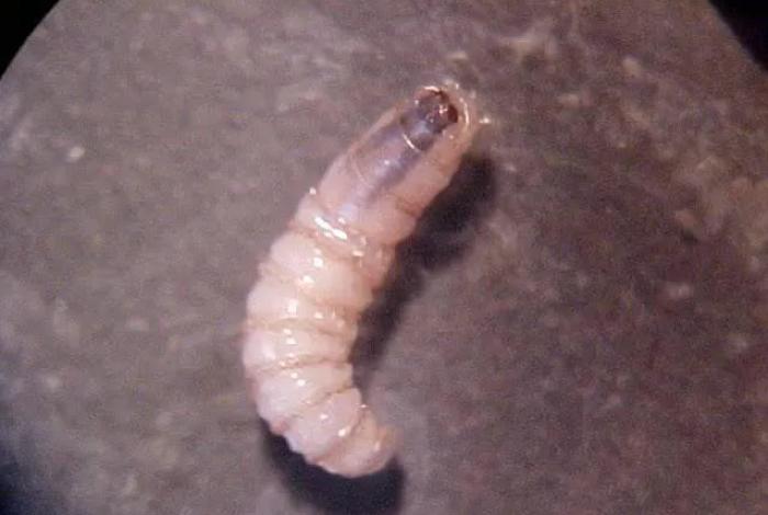 Chiapas confirma nuevos casos de miasis humana