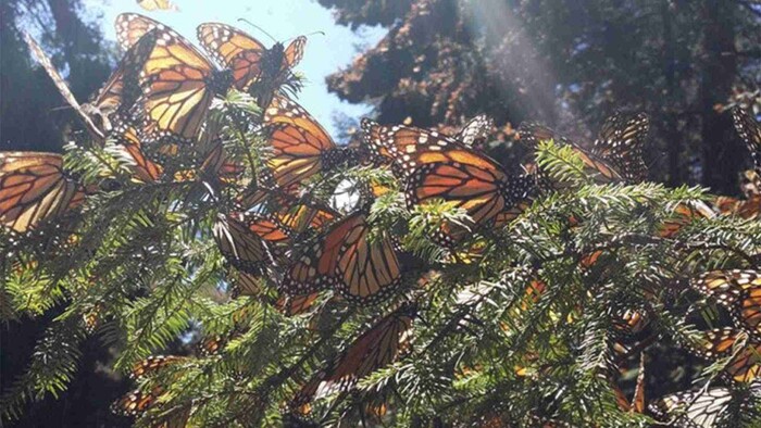 Cierran santuario de la mariposa monarca en Jiquipilco