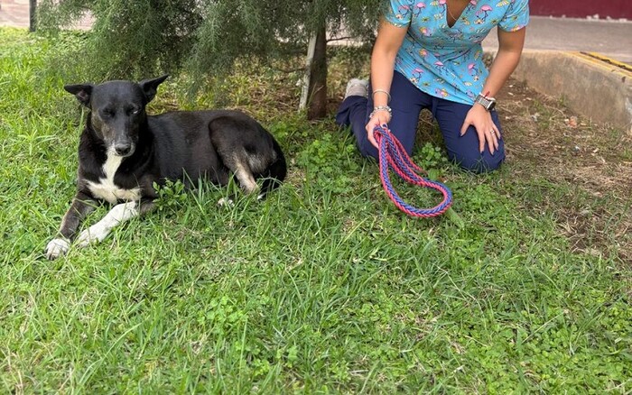 Ciudad Salud se convierte en un nicho de abandono de mascotas