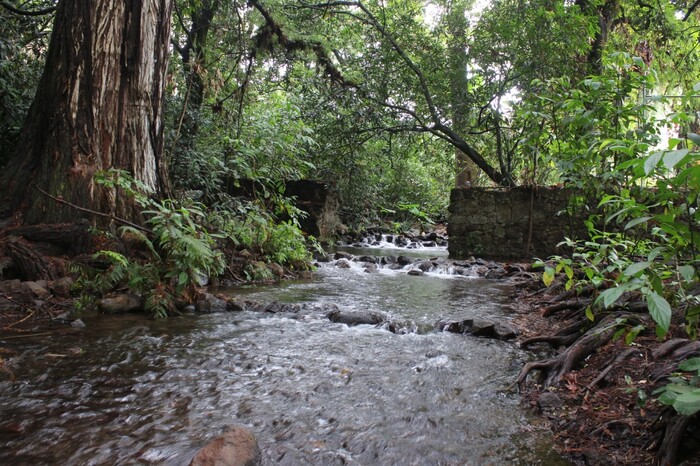 Cofom “declara la guerra” a las plagas en bosques michoacanos