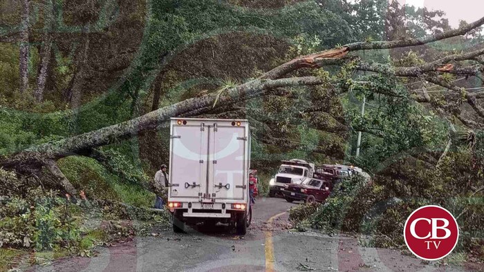 Colapsa árbol en la carretera Morelia-Mil Cumbres