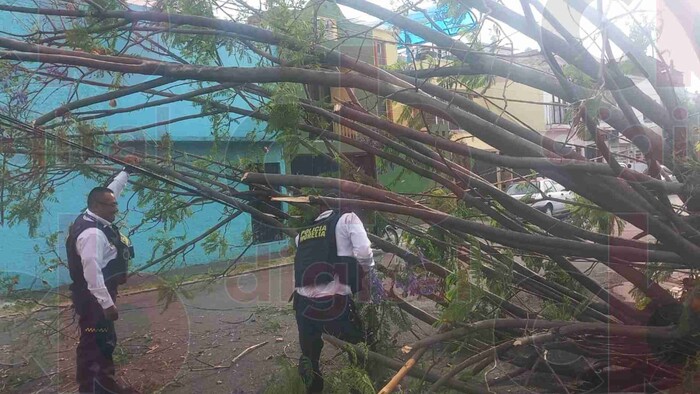 Colapsa árbol en la colonia Prados Verdes