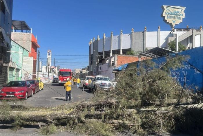 Colapsa árbol en la Nueva Valladolid y provoca caos vial