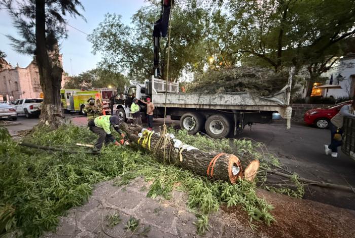 Colmenas de abejas en la Calzada Fray Antonio, Morelia: Así fue el operativo de reubicación