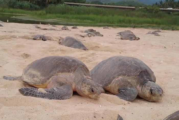 Comienzan arribazones masivas de tortugas marinas en Michoacán