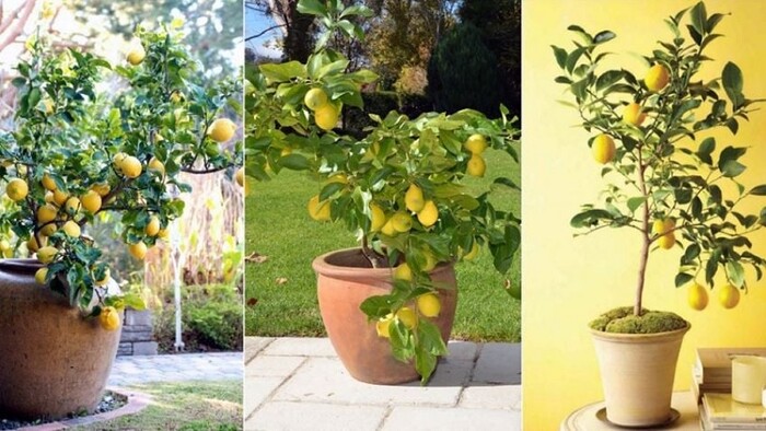 Cómo cosechar un limonero en maceta y que dé frutos en poco tiempo