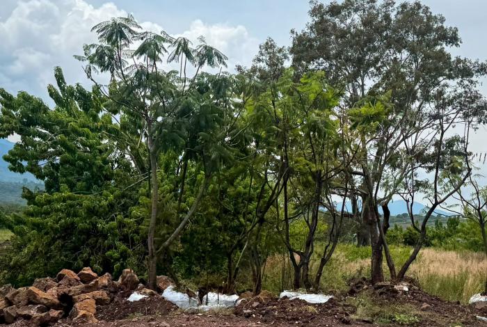 Compensación de 32 mil árboles por el Morebús equivale a una superficie de 45 canchas de fútbol