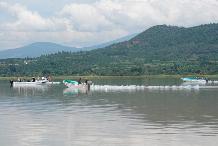 Compesca libera 80 mil nuevas crías de pez blanco en el lago de Pátzcuaro