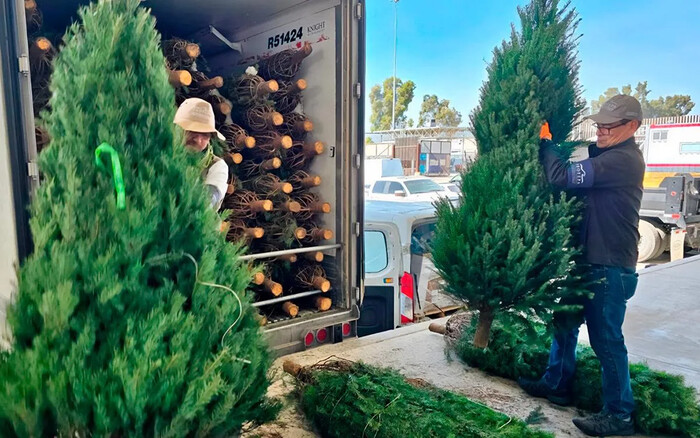 ¿Comprarás árbol de Navidad natural? Tienes que saber esto