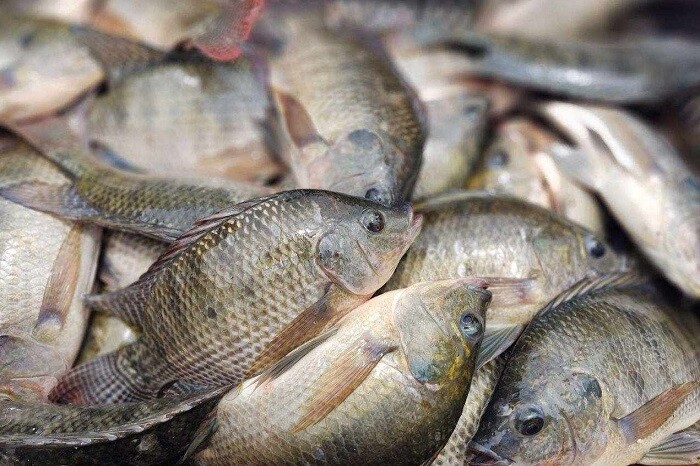 ¿Comprarás pescado esta Cuaresma?, que tenga ojos saltones, olor fresco y carne firme al tacto