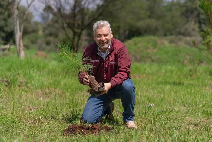 Con 8.2 millones de árboles plantados, reforestación registra 86% de avance: Bedolla