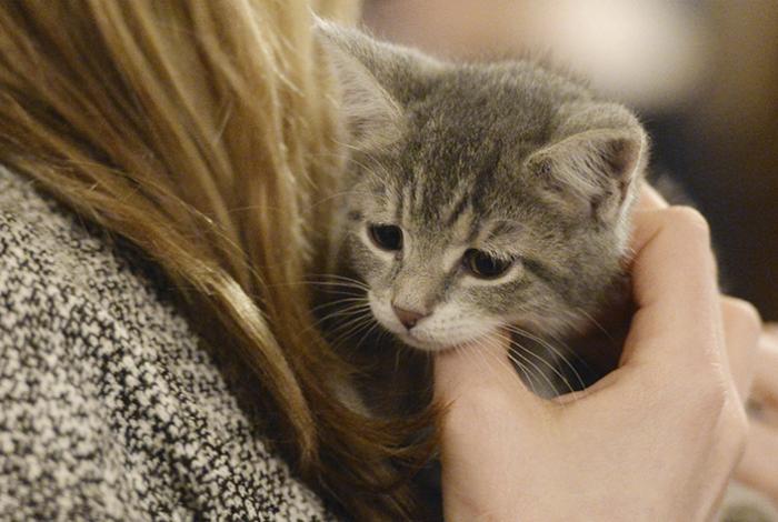 Con la pirotecnia perros y gatos huyen desesperados; cada año se extravían decenas, alertan