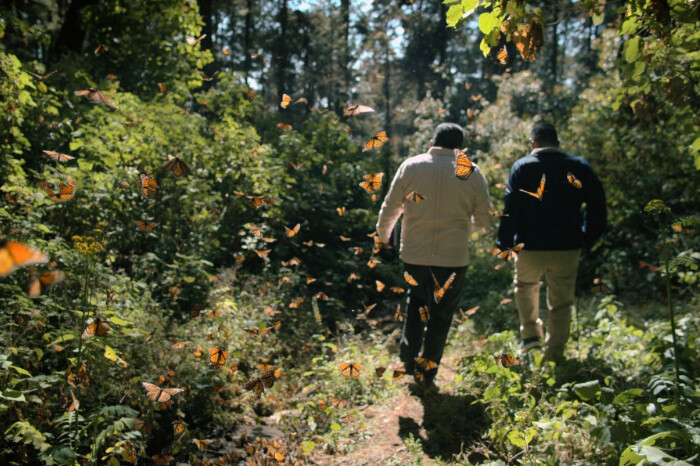 Con proyecciones en Morelia, Zamora, Uruapan y Pátzcuaro, llega la gira de documentales de Ambulante